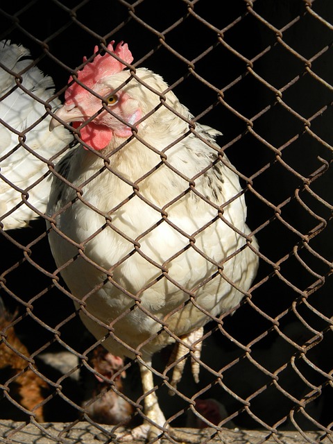 际赛视频 际赛视频